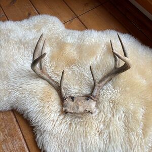 Natural Deer Antlers